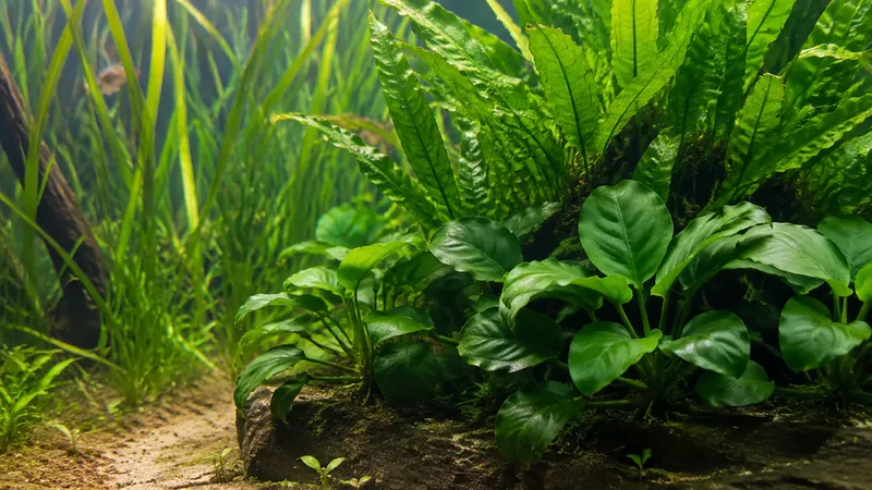 Aquariumplanten voor beginners: makkelijke soorten en wat ze nodig hebben